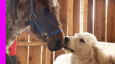 Horse And Dog Are Best Friends Youtube