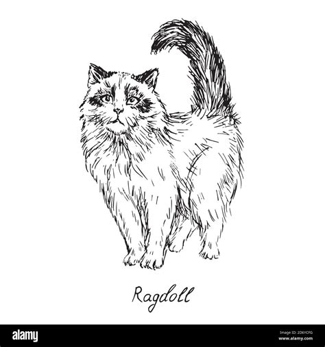 Ragdoll Cat Breeds Illustration With Inscription Hand Drawn Doodle