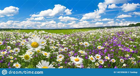 Spring Landscape Panorama With Flowering Flowers On Meadow Stock Photo
