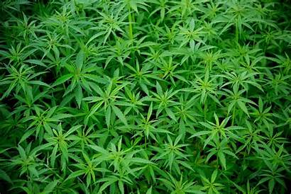 Marijuana Medical Kief Cannabis Patients Take