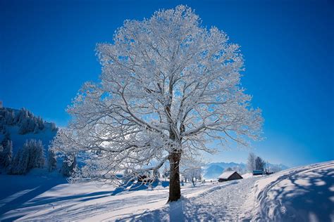 Winter Full Hd Wallpaper And Background 1920x1280 Id354936