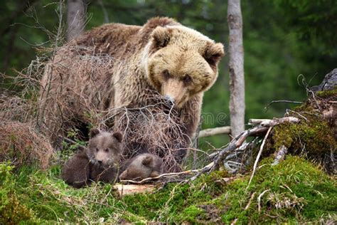 Brown Mother Bear Protecting Her Cub In A Forest Stock Image Image Of