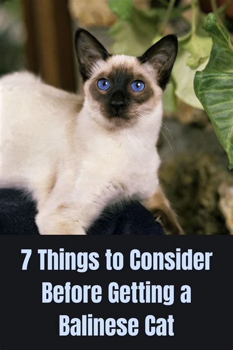 Are You Considering Balinese Cat As Your Next Potential Pet Heres