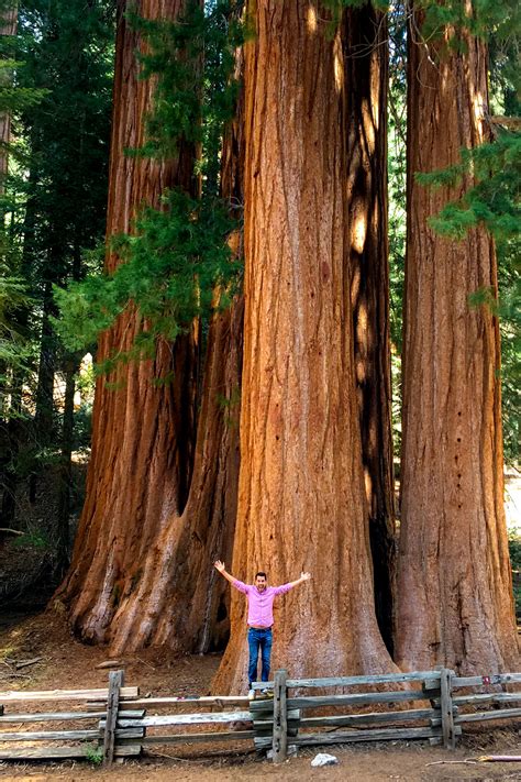 Visiting Sequoia National Park Our California Road Trip — No Destinations