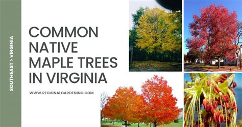 5 Common Native Maple Trees In Virginia Pictures And Identification