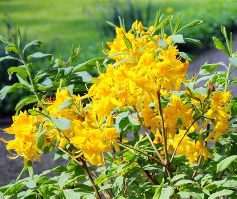 Beautiful Shrubs With Cheerful Yellow Flowers To Brighten Up Your Garden