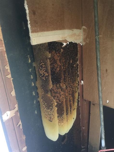 Honey Bee And Hive Removal In Oklahoma City Ok Oklahoma Wildlife Solutions