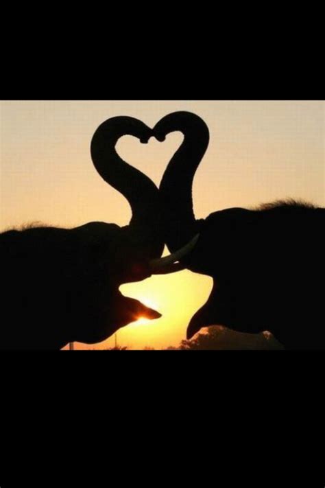 Elephant Heart Animals Kissing Elephant Love Cute Animals