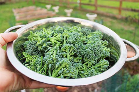 How To Harvest Broccoli Even After The Crown Is Gone The Official