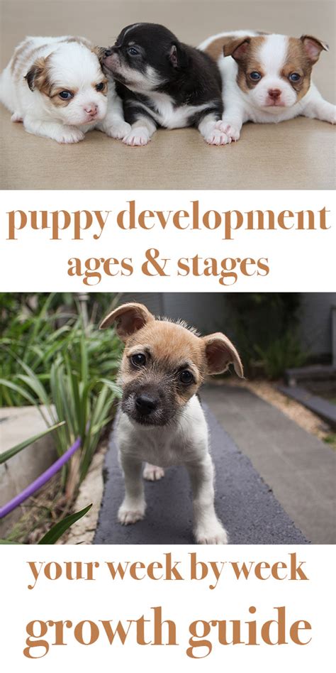 To help puppies grow up happy and healthy, it's important to be aware of what they need at each phase in their development. Puppy Development Stages with Growth Charts and Week by ...