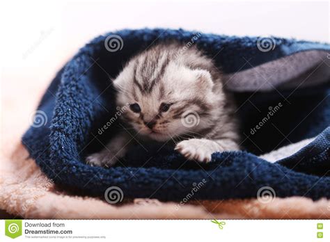 New Born Kittens First Day Of Life Stock Photo Image Of Newly