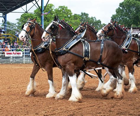 Anheuser Busch Budweiser Clydesdale Horses In Harness Usa Rodeo