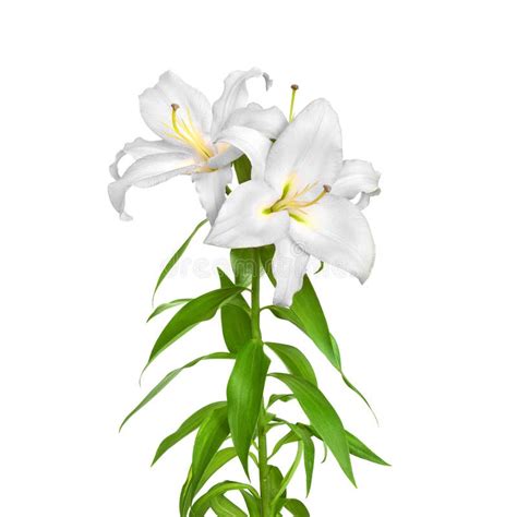 White Lilies Lilies Flowers Stock Image Image Of Bouquet Closeup