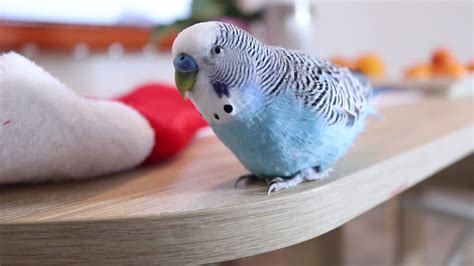 Cookie The Budgie Youtube