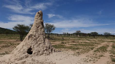 Termites Namibia Stock Image Image Of Termites Savanna 169443559