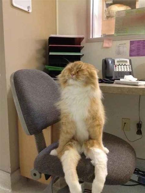Sitting Upright In A Desk Chair Cat With Images Funny Animal