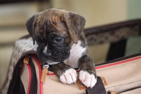 Miniature Boxer Dog Breed Info Pictures Care Guide And Facts Hepper