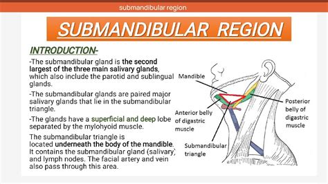 Submandibular Region Anatomy Hot Sex Picture