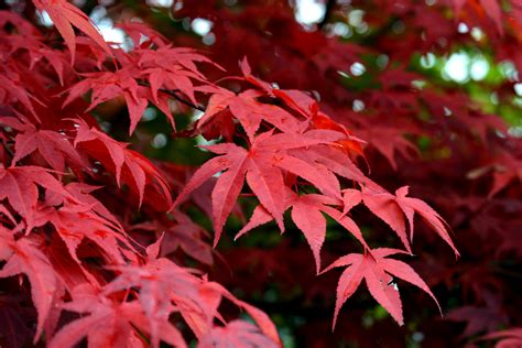 무료 이미지 분기 빨간 색깔 가을 시즌 단풍잎 낙엽수 이파리 관목 선명한 산 단풍 나무 꽃 피는 식물