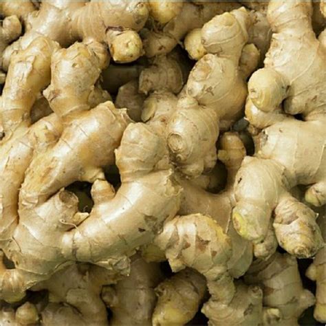 Fresh Ginger Latest Price Fresh Ginger Supplier Exporter
