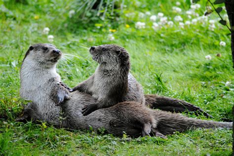 Otters Playing Otters Otters Cute River Otter