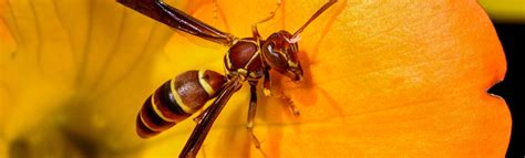 Paper Wasp Information Cooks Pest Control