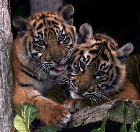 Sumatran Tiger Cubs Had Two Full Days At Chester Zoo