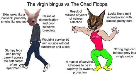 The Virgin Bingus Vs The Chad Floppa Result Of Skin Looks Like A Result
