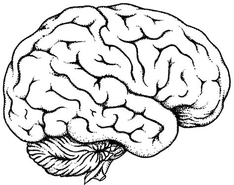 Drawing Of The Brain With Labels At Getdrawings Free Download