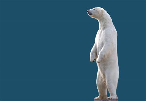 Polar Bear Standing Up Stock Photos Pictures And Royalty Free Images