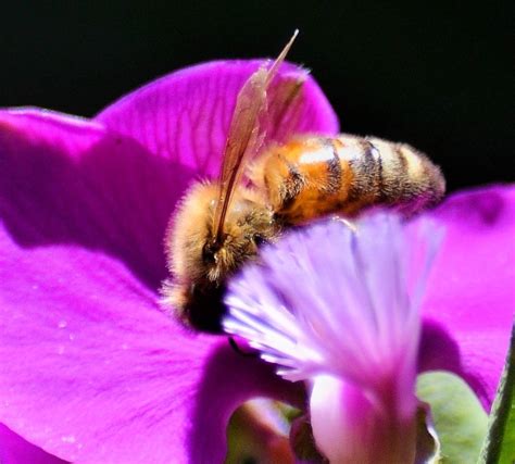 Honey Bee In A Sweet Pea