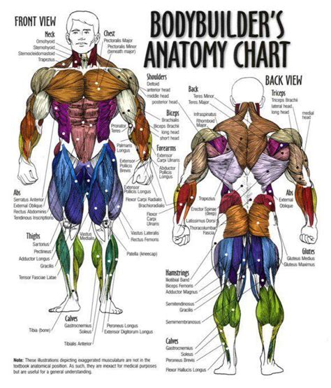 Start studying trunk muscle chart. Bodybuilder anatomy chart | Human anatomy chart, Muscle ...