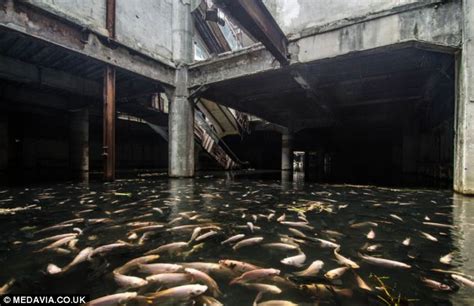 Hotel close to platinum fashion mall 9 replies. Fish take over abandoned New World Mall in Bangkok after ...