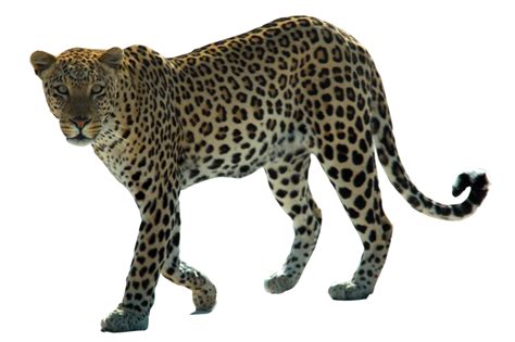 Snow leopard Arabian leopard African leopard Felidae - Leopard Png Hd png download - 1024*681 ...