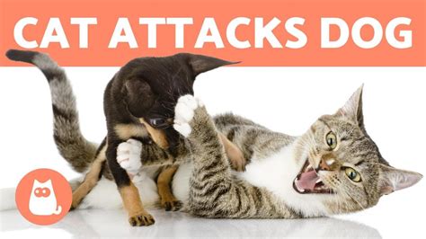 My Cat Keeps Attacking My Dog 😾🐶 Reasons And How To Stop It Pet News Live