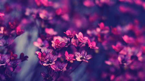 Maybe you would like to learn more about one of these? Full HD Flowers Wallpapers ·① WallpaperTag