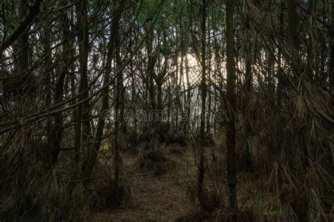 Mysterious Forest With Dry Pine Trees And The Sunlight Coming Through