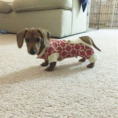 All sold only chocolate dapple boy. pet's in pajamas | Pets in Pajamas | Dachshund puppies ...