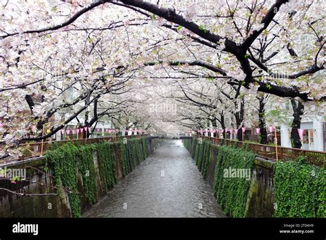 Cherry Blossoms At Meguro River In Tokyo Japanthe River Is A Popular