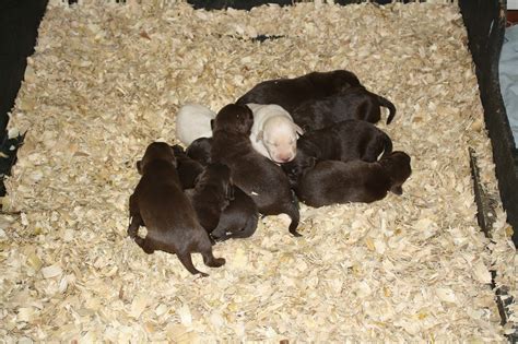There are 863 chocolate lab puppy for sale on etsy, and they cost $17.45 on average. Top of the Hill Labs: We're one week old!