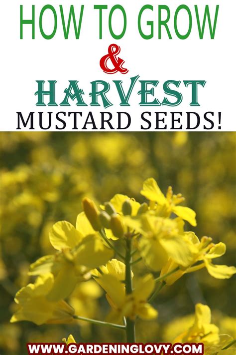 21 Mustard Plant Care Grow Planting And Harvesting Tips Artofit