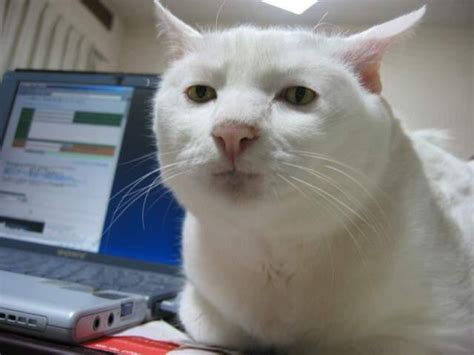 Check spelling or type a new query. CeRry: kumpulan foto kucing lucu dan bagus