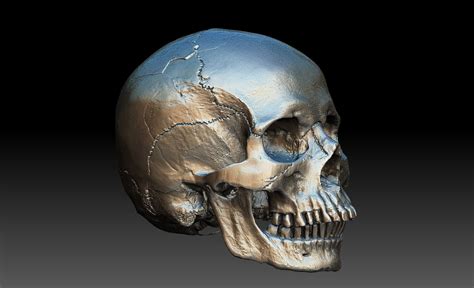 Deep back muscles superficial back muscles action movements of the shoulder. 3D Human Skull and Jaw | CGTrader