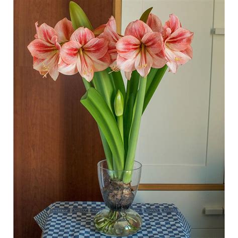 Amaryllis Provence One Bulb 9 Vase And River Pebbles White Flower