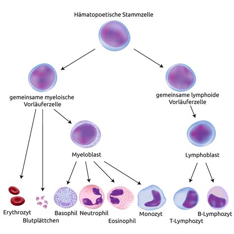 Medat Vorbereitung Biologie Das Immunsystem