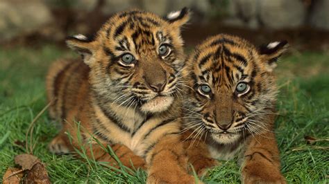 Hd Tigers Wallpapers And Photos Hd Animals Wallpapers