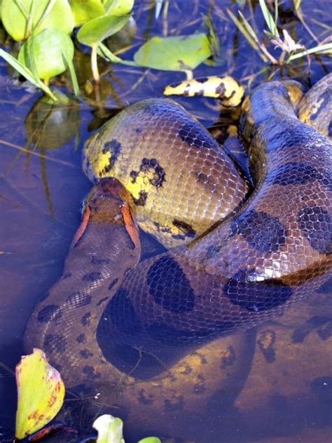 Anaconda Snake The Largest Snake In The World Geography Host