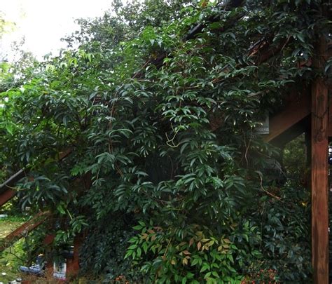 May 12, 2021 · boxwood (buxus spp. PlantFiles Pictures: Evergreen Wisteria (Millettia ...