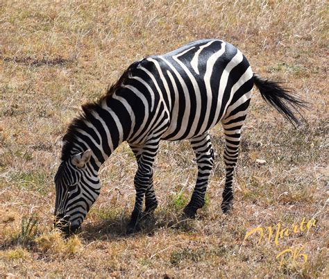 Zebra Eating Grass By Marta Kazmierska Zebra Masai Mara National