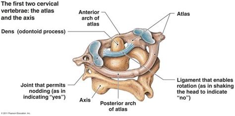 C1 Spineanatomybony Landmark How To Relief